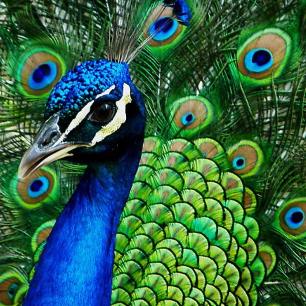 Meet your Posher, Ali